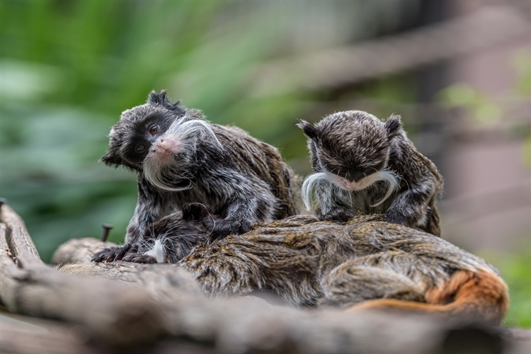 The Johannesburg Zoo