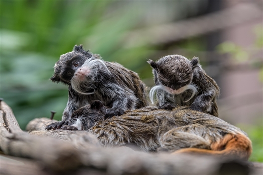 The Johannesburg Zoo
