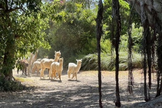 FRIENDS OF IZIKO SAM GUIDED TOUR: QUENTI ALPACA FARM AND MILL VISIT